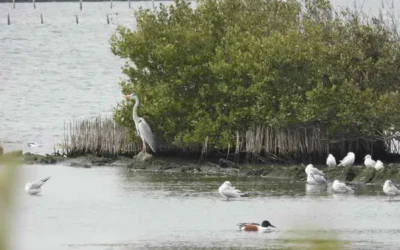 串聯綠網、助力候鳥、最高領5萬─雲林縣陸上魚塭生態服務給付申請開跑!