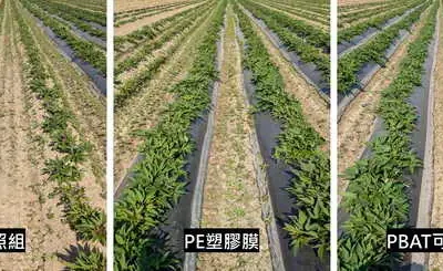 應用敷蓋栽培提升秋冬作甘藷生產韌性