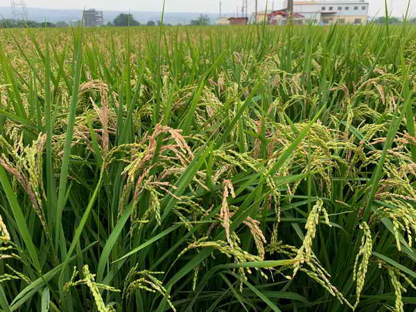 臺中農改場呼籲稻農預防穗稻熱病發生