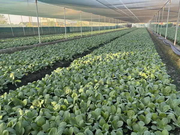 鳳凰颱風蔬菜受損輕微 供應穩定 請消費者放心