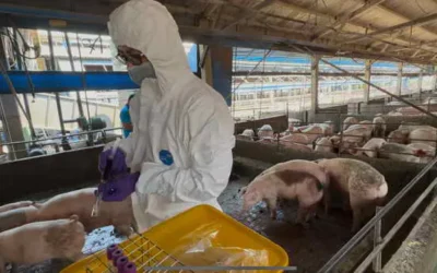 彰化縣查獲兩場違法廚餘養豬 依法重罰、移動管制並取消申請補助資格