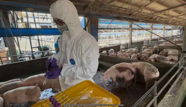 彰化縣查獲兩場違法廚餘養豬 依法重罰1