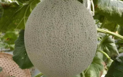 運用植物品種權 再創農業新紀元