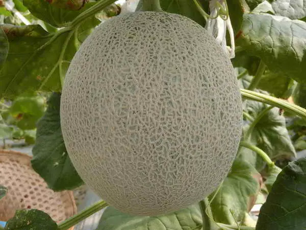 運用植物品種權 再創農業新紀元1