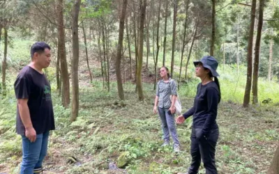 從林間萌芽的新希望 南投林下經濟開啟新篇章 林業保育署南投分署攜手林農種植臺灣山茶