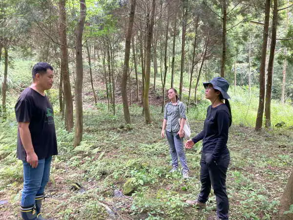 從林間萌芽的新希望 南投林下經濟開啟新篇章 林業保育署南投分署攜手林農種植臺灣山茶2