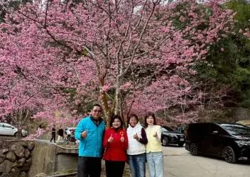 草嶺櫻花盛開人潮湧現　張麗善縣長勘查交通疏運、慰勞執勤人員