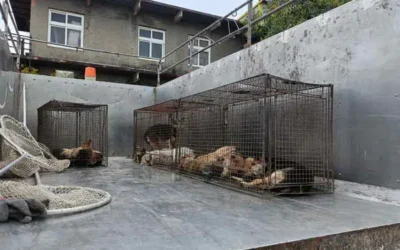 和美鎮民眾飼養犬隻危害公共安全　彰化縣動防所強力介入依法究責
