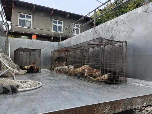 和美鎮民眾飼養犬隻危害公共安全 彰化縣動防所強力介入依法究責1