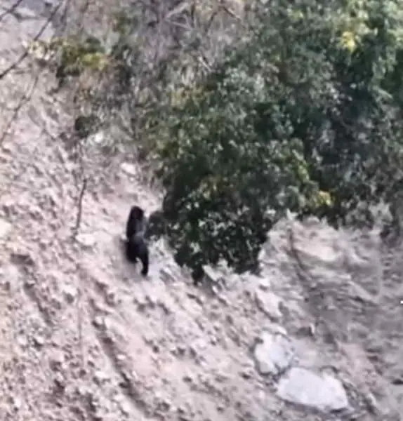 黑熊出沒仁愛鄉眉溪及翠巒部落 林業保育署提醒民眾提高警覺