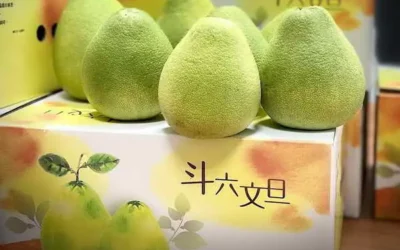 斗六文旦香甜上市 柚香柚甜柚好吃