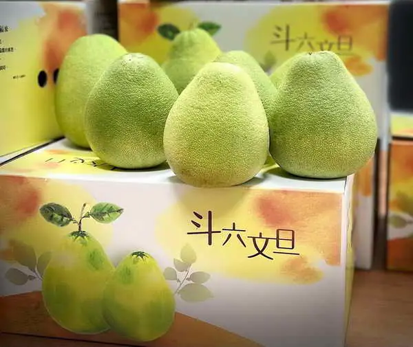 斗六文旦香甜上市 柚香柚甜柚好吃1