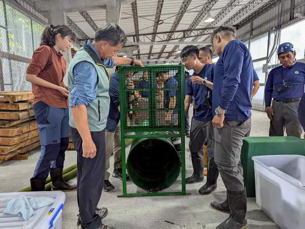整備應變能力 深化保育實力 林業保育署南投分署辦理臺灣黑熊保育與救傷演練1