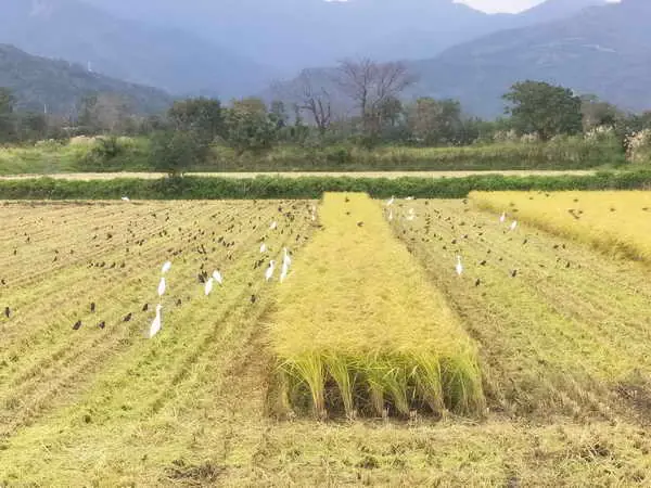 承租公有或台糖農地從事有機農業 租金享6折