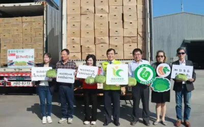 冬季鮮甜新鮮出航 臺灣高麗菜進軍國際