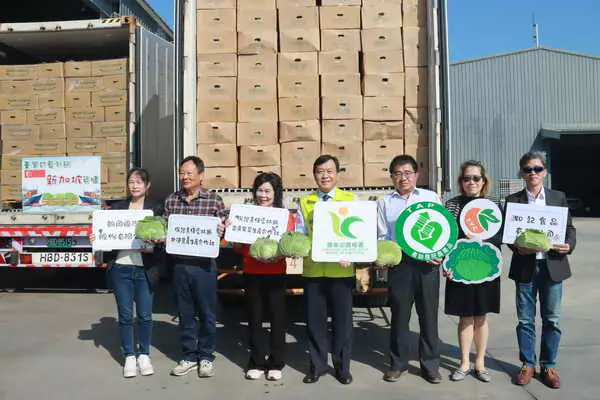冬季鮮甜新鮮出航 臺灣高麗菜進軍國際1