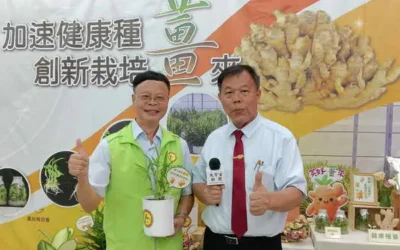 農試所研發加速健康種薑技術 與農民共創新「薑」來