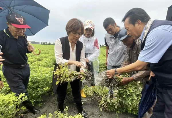 豪雨重創彰化花生產區 赴大城勘災 籲中央及早核定災害補助啟動救助