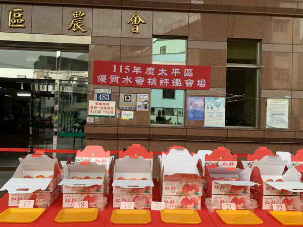太平區優質水蜜桃果品評鑑競賽 農友柯聰明勇奪冠軍成為平地水蜜桃達人1