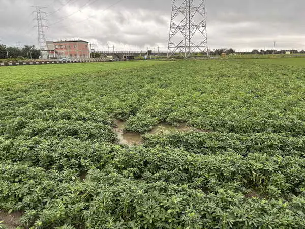 確保國產花生競爭優勢 農糧署持續輔導產業升級1