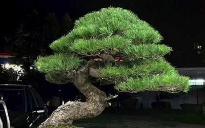 四十五年深耕山林園藝    隆詮園藝松柏盆栽限時釋出優惠