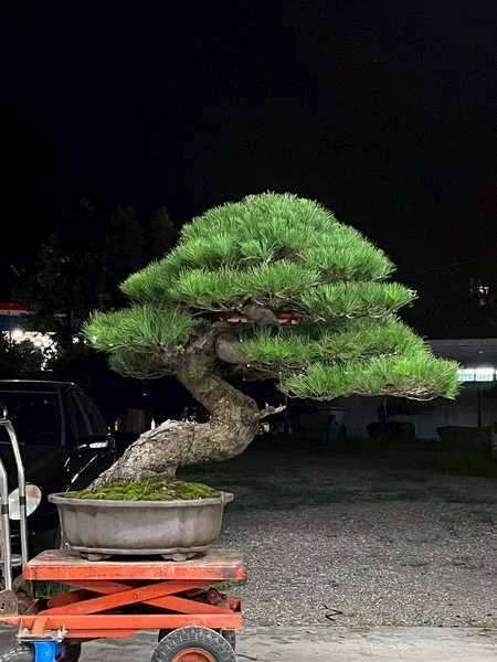 四十五年深耕山林園藝 隆詮園藝松柏盆栽限時釋出優惠1