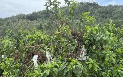 丹娜絲颱風及0708豪雨竹山農作災損 農業部同意辦理現金救助
