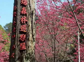 惠蓀林場櫻花綻放、步道入榜全台熱搜 春節走春好去處