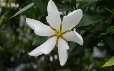 響應韌性「森」活 林保署南投分署邀您種植適合自家的綠意!