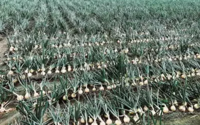 流淚也要吃!快把握雲林洋蔥的鮮甜美味! 別再說是因為失戀才流淚,你只是剛好愛上了一顆優質洋蔥!