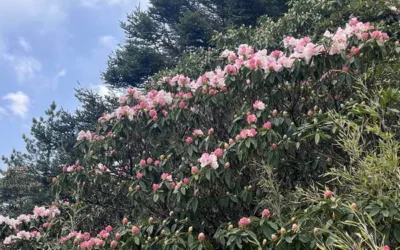 合歡山杜鵑花季開展了