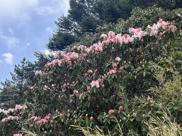 合歡山杜鵑花季開展了1