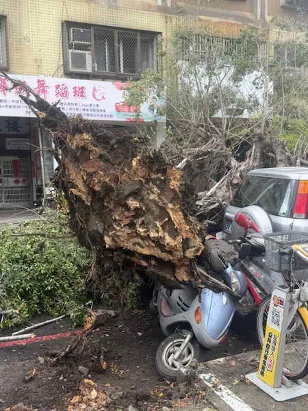 市議員陳雅惠要求市府立即全面清查路樹傾倒事故1