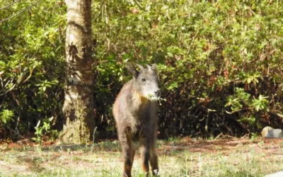 解鎖森林居民的生存密碼!奧萬大推出三天兩夜「野生動物調查研習班3.0」