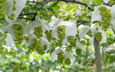 綠皮鮮食葡萄新品種「台農2號-青玉」亮相 青時酸甜黃如蜜 翻轉葡萄新色香