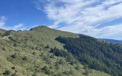 感受合歡山夏季清涼森活