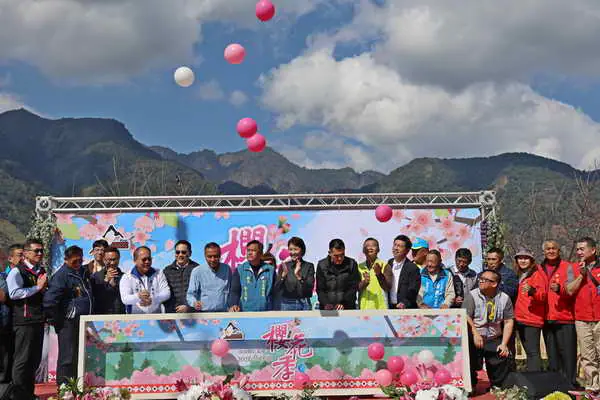 最美茶鄉櫻花季登場1