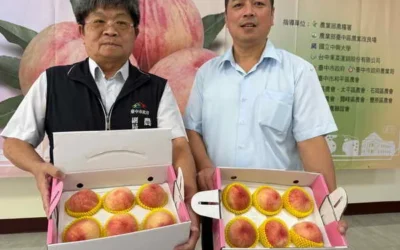 蜜桃愛馬仕在梨山「臺中領鮮」梨山水蜜桃限時免運、產地直送鮮甜到家