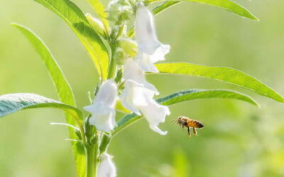 113年度有機農業獎勵及補貼申請自6月1日起跑