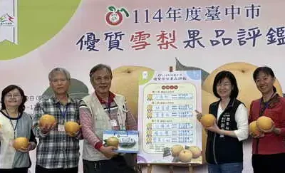 114 年度台中市優質雪梨果品評鑑揭曉 和平區汪源杉奪下「114 年雪梨王」!