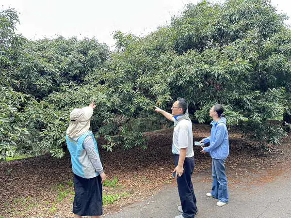 公告彰化縣為辦理荔枝114年3月中旬低溫農業天然災害現金救助及低利貸款地區
