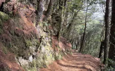 能高越嶺國家步道西段115年元旦起重新開放 登山口改為雲天宮線