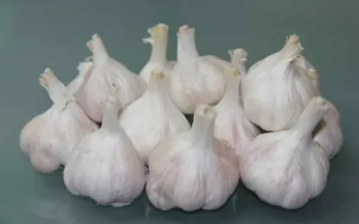 農糧署啟動115年獎勵大蒜收購貯存穩價措施