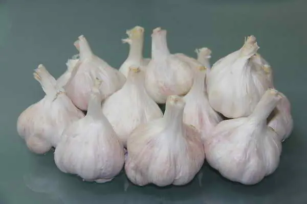 農糧署啟動115年獎勵大蒜收購貯存穩價措施