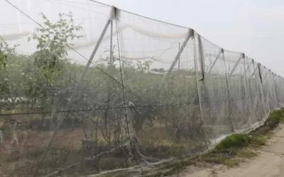 11月15日起天兔颱風或其外圍環流影響臺灣 農糧署籲請農友加強防範措施