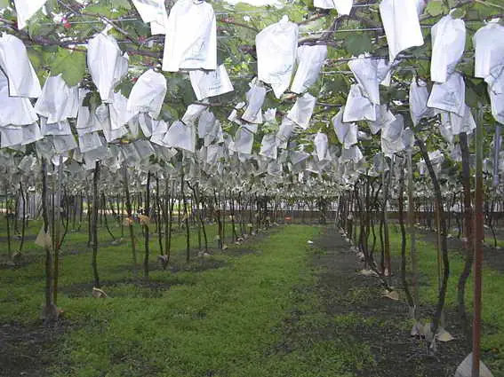 1月9日起持續受冷氣團及輻射冷卻影響各地氣溫明顯偏低 請農友注意保暖及加強防寒措施1