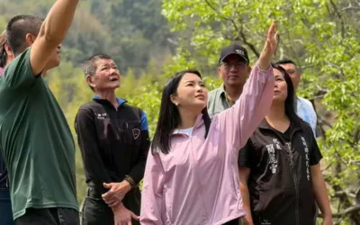 古坑春茶缺水失收!張嘉郡爭取每公頃10萬救助及低利貸款