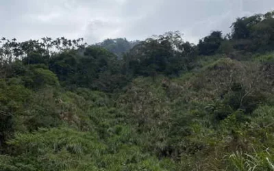 想找建地、農地還是林地？ 彰化分署10月法拍一次備齊  多名交通專案義務人不動產登場 不同預算各有選擇