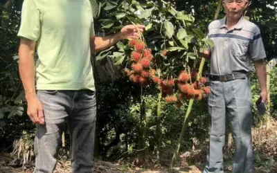 竹山華田果園吳清泡 逾半世紀研究栽培改良多種「全離核」紅毛丹成功