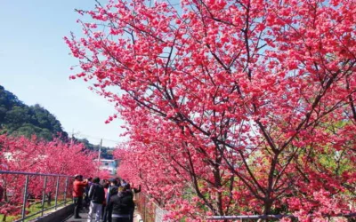 「2026后里泰安櫻花季」2/27粉嫩登場!連假賞櫻、賞燈一次滿足